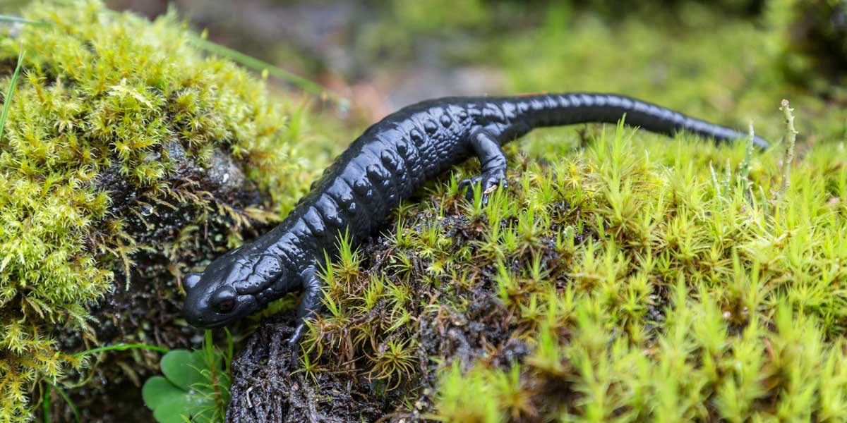 Alpensalamander auf Moos